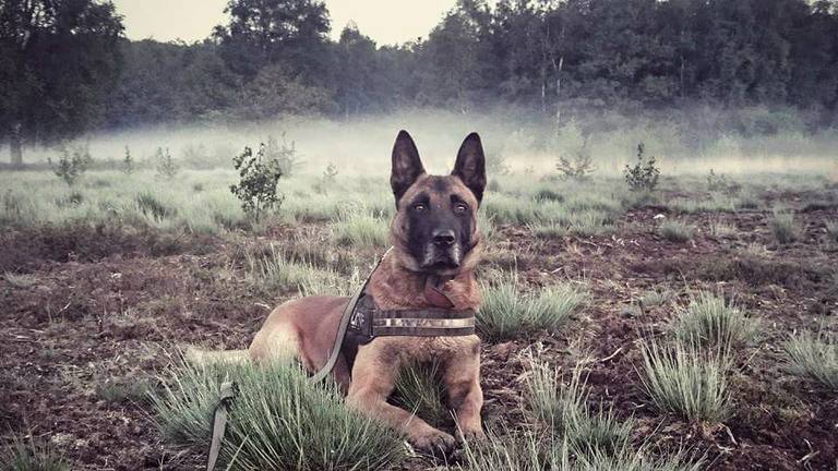 Politiehond Remko gaat voor een Amerikaans avontuur. (Foto: Frans Luijten)