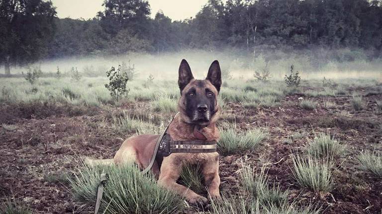 Politiehond Remko gaat voor een Amerikaans avontuur. (Foto: Frans Luijten)