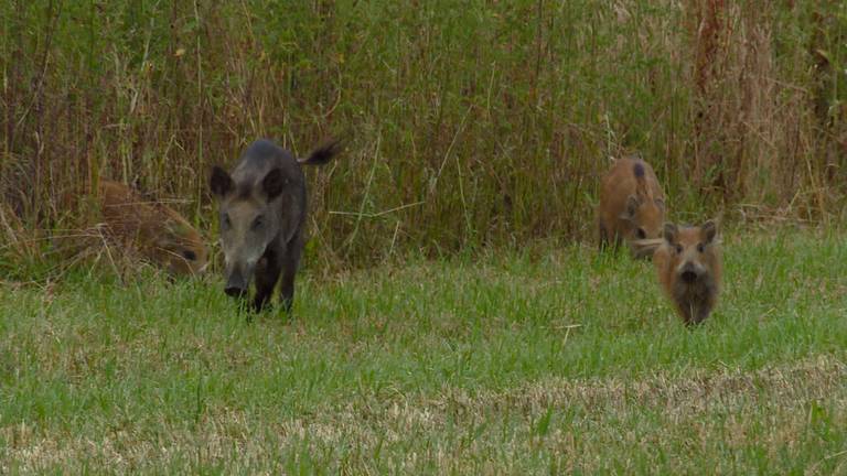 Wilde zwijnen in natuurgebied Valkhorst