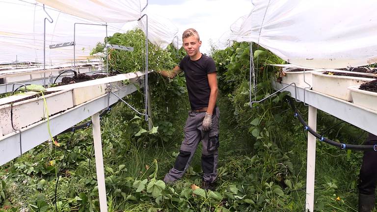 Voor Sam Vermeer is de aardbeienpluk het ideale vakantiebaantje