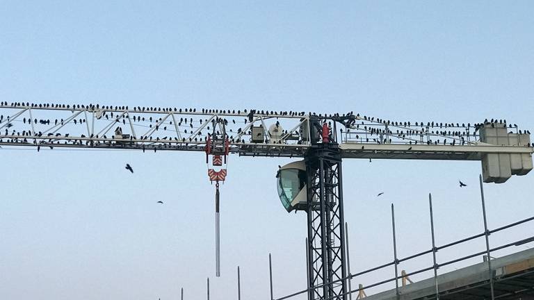 Het lijkt wel een scène uit Hitchcock's "The Birds". Maar dit is wat Peter van den Broek uit Valkenswaard zag toen hij vanmorgen uit het raam keek (Foto: Peter van den Broek)