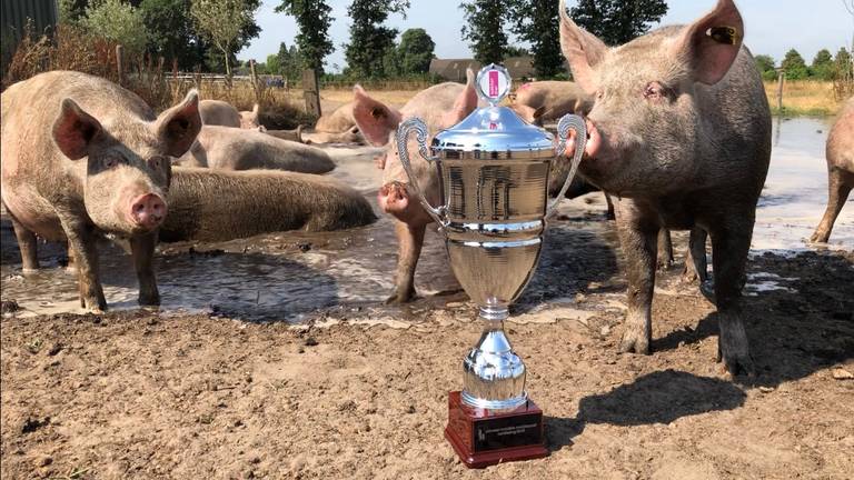 Varkens blij met prijs