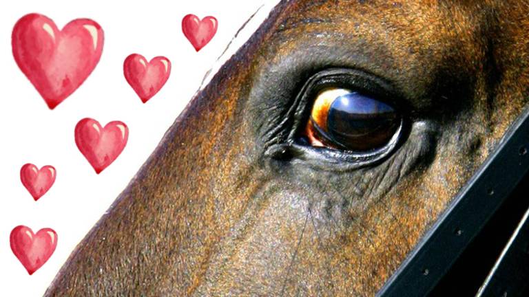 Berijders paarden kunnen via site nieuwe liefde vinden