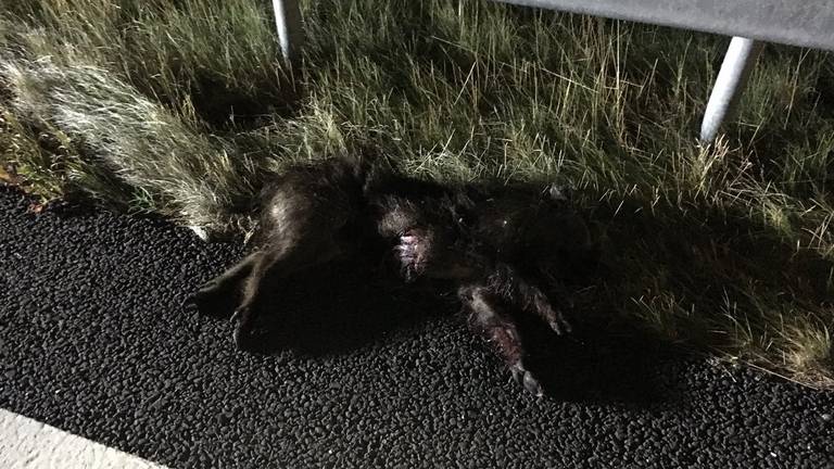 Verschillende dieren overleefden het ongeluk niet. (Foto: Twitter weginspecteur Ron)