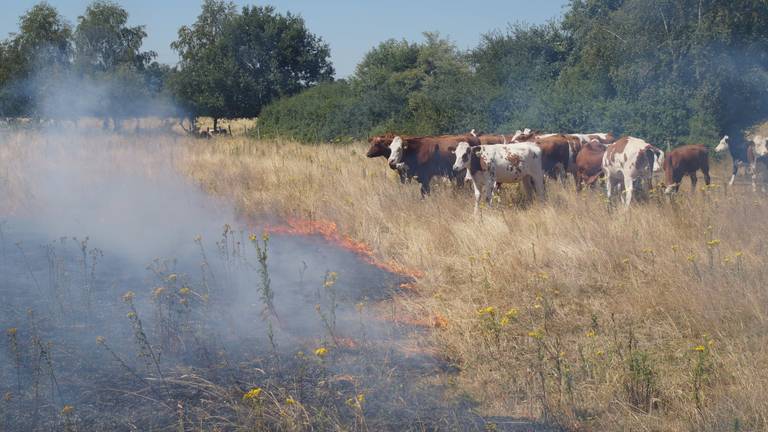 De koeien stonden dicht bij het vuur. (foto: Persbureau Midden Brabant)