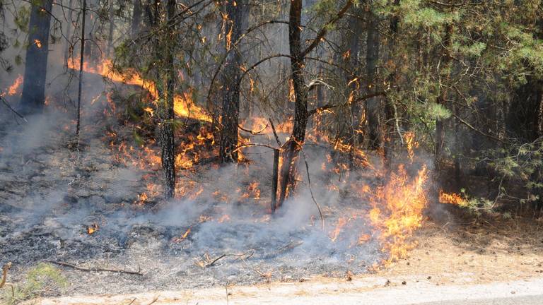 De bosbrand bij Budel. Foto: Harm van Leuken/SQ Vision Mediaprodukties