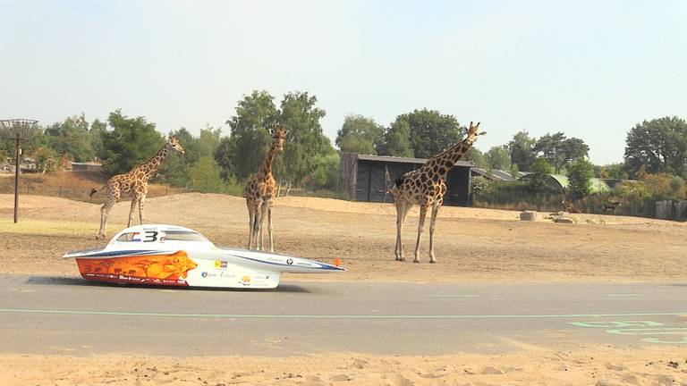 Giraffen kijken nieuwsgierig naar zonneauto Nuna8S.