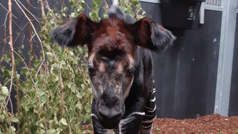 Safaripark Beekse Bergen is trots op okapi Zaïre. (Foto: Beekse Bergen)