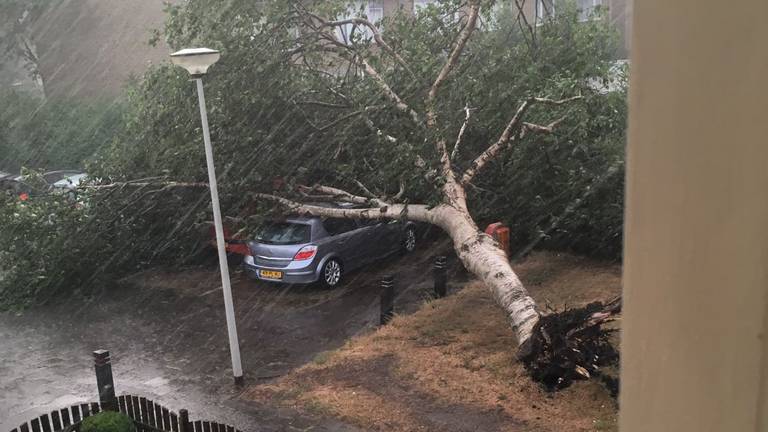 In Roosendaal is een boom op een auto gevallen (foto: Peter Braat)