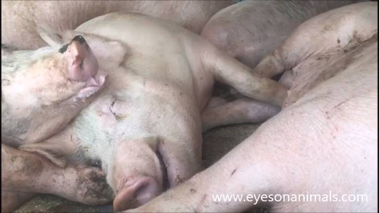 De varkens in snikhete vrachtwagens. Foto: Eyes on Animals