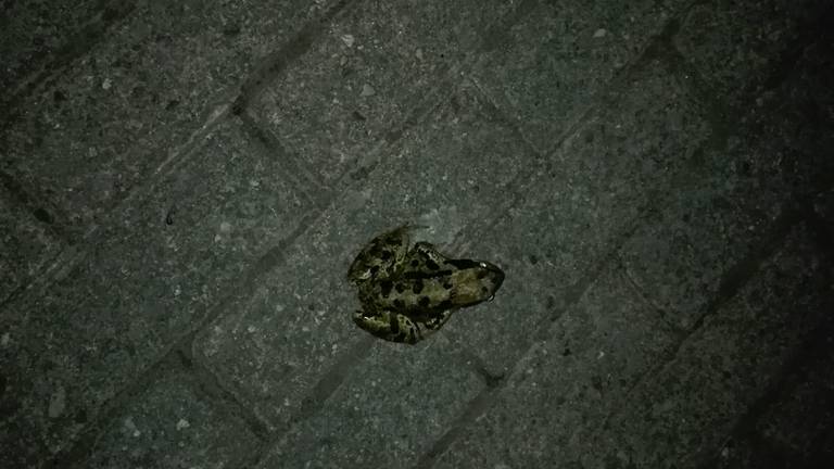 Een groene kikker. (Foto: Henry Versleeuwen)