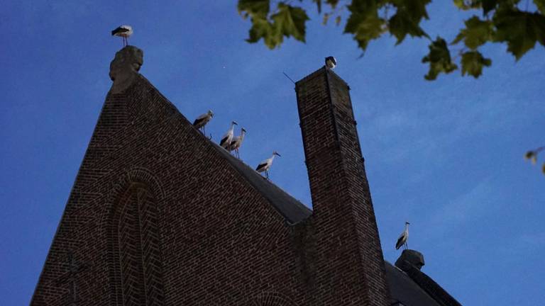 Zeven ooievaars op het dak van de Sint Willibrorduskerk in Eersel (Foto: Jozef Bijnen / SQ Vision)