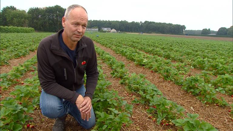 Mark van Aert uit Zundert bij zijn veel te kleine aardbeienplanten.