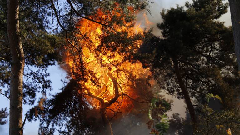 De brand woedt ook bovenin de bomen (foto: SK-Media).