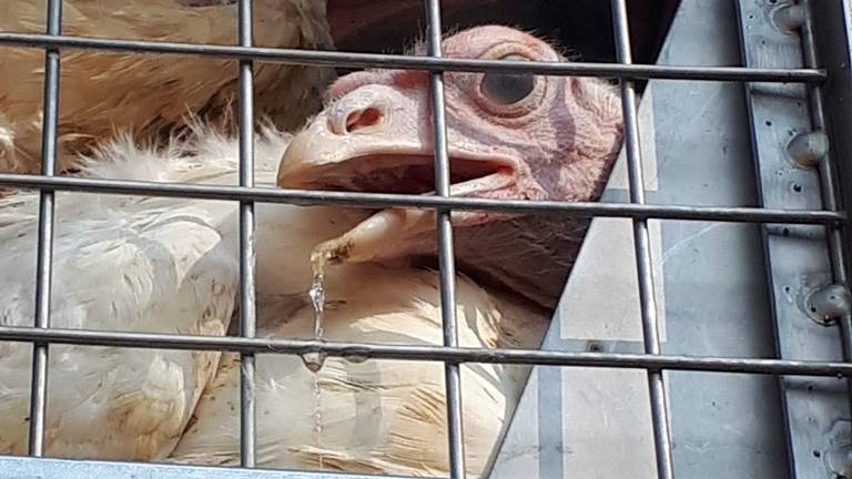 De kalkoenen hadden zichtbaar last van hittestress. (Foto: gebiedsagent Marco/Twitter)