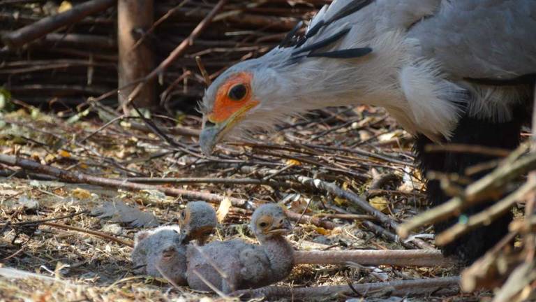 De twee kuikens vers uit het ei. (Foto: Beekse Bergen)