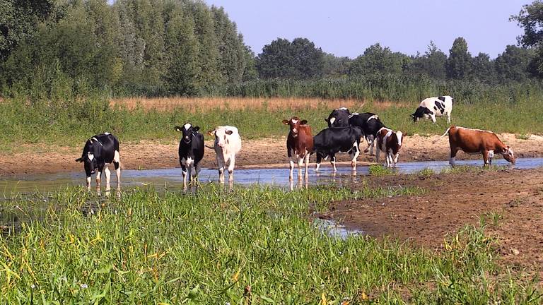 Aa staat zo laag dat de koeien er gewoon doorheen lopen.
