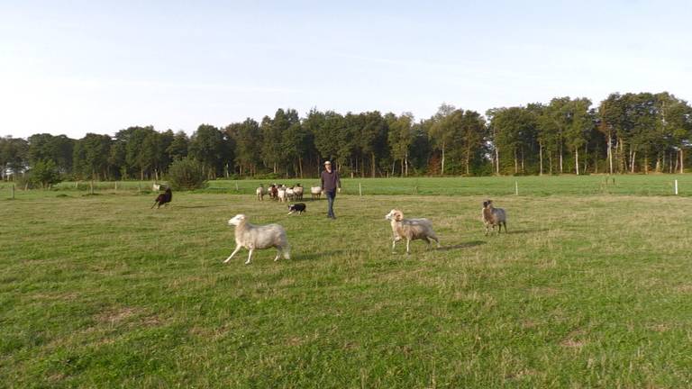 Tom met zijn hond Sam in actie