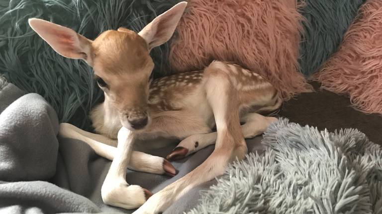 Snuitje babyschoentjes hot sale