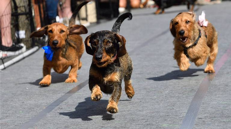 Teckels rennen tijdens de teckelrace. (Foto: Erald van der Aa).