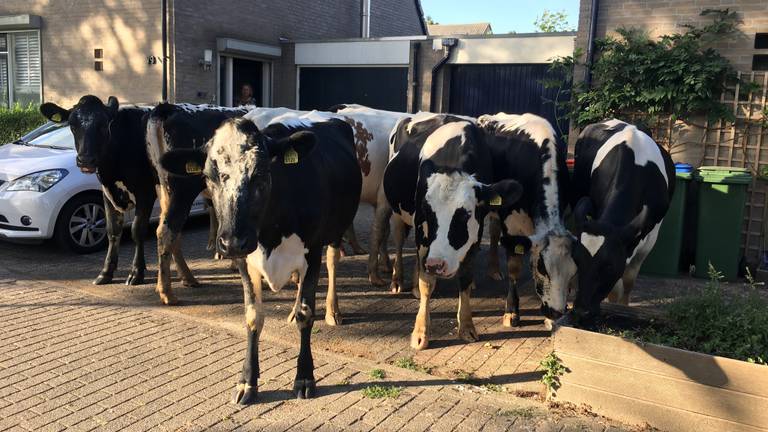 Koeien in de voortuin in Breda (foto: Paul Buijs).