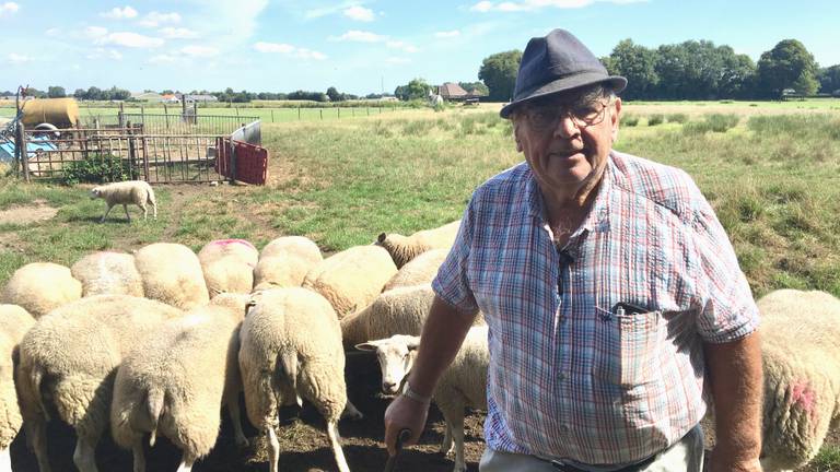 Boer Toon met zijn schapen (foto: Jan Peels)
