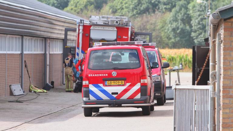 De brandweer werd opgeroepen om de varkens te bevrijden. (Foto: SQ Vision)