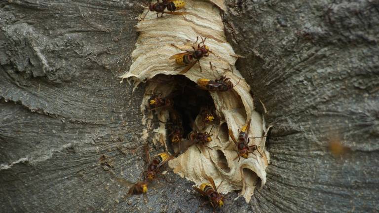 Het nest van de hoornaars (foto: Erik Haverhals/Fotopersbureau Midden Brabant)