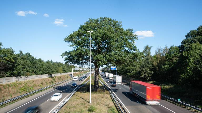 Archieffoto Troeteleik Ulvenhout -2 (foto Kevin Cordewener)