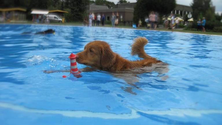 Plonzen Met Je Hond En 4 Andere Tips Voor Dit Weekend Omroep Brabant
