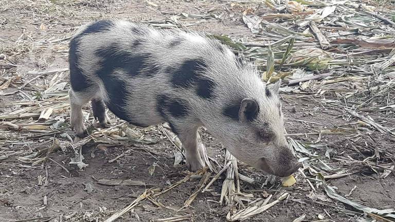 Eigenaar van dit zwijntje gezocht (foto: politie Geldrop-Mierlo, Nuenen, Son en Breugel).