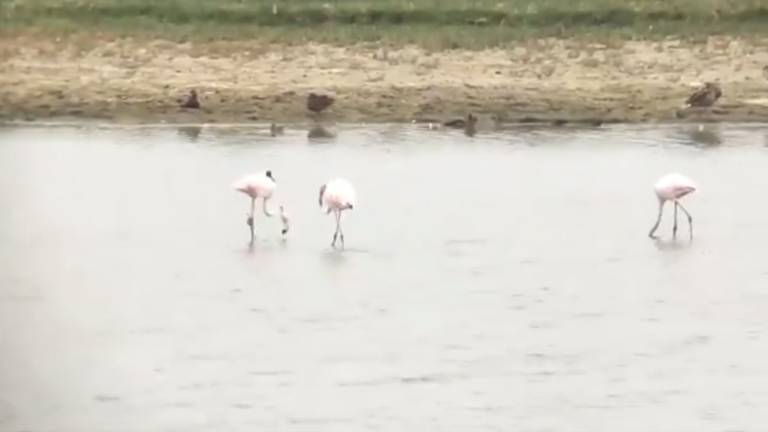 Drie van de zes flamingo's. (foto: Erik de Jonge).