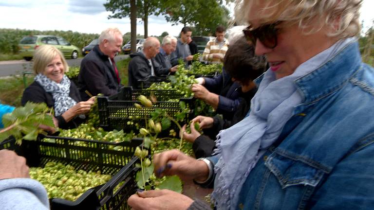 Vrijwilligers plukken Hilvarenbeekse hop