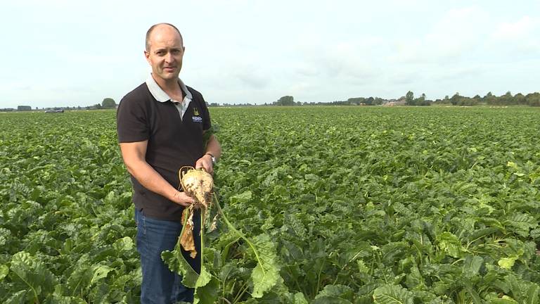 Bietenteler Ary van Nieuwenhuyzen uit Kruisland (foto: Raoul Cartens)