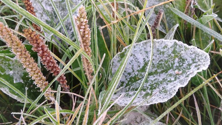 Een 'vorstelijk onthaal' deze zondagmorgen in Rijen. (Foto: Joop van der Kaa)
