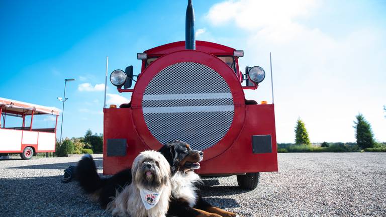 Berner Sennen bij de trein. (Foto: Kevin Cordewener)