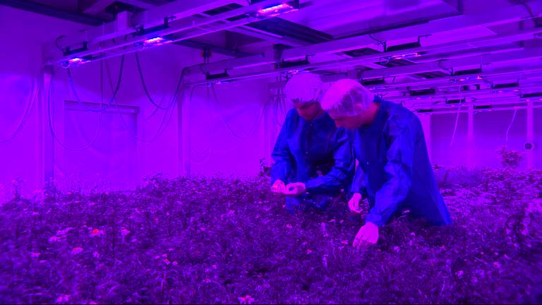 Planten groeien het best onder paars led-licht