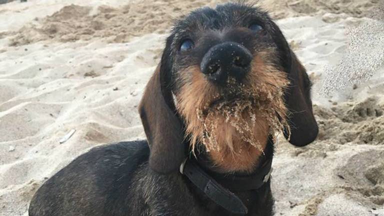 Een teckel. Niet de desbetreffende hond.