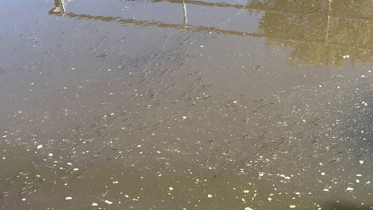 Vissen in rivier De Raam happen naar adem. (Foto: Guus Beenhakker)