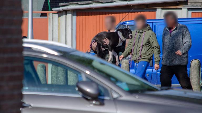 De honden werden in beslag genomen (foto: Toby de Kort SQ Vision).