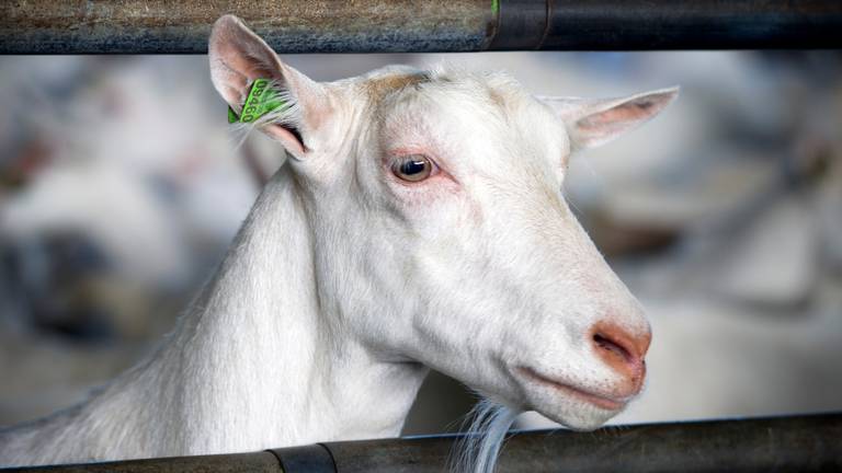 Voorlopig geen 6000 geiten in stal Baarle Nassau (Archieffoto: ANP).