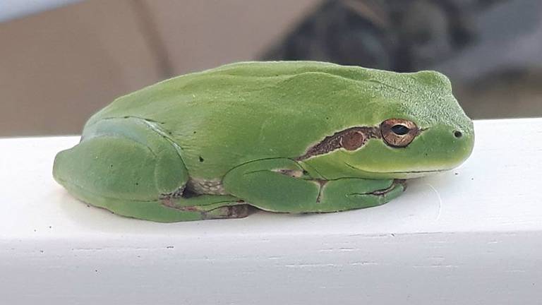 Een boomkikker. (Foto: Kees van Haaren)