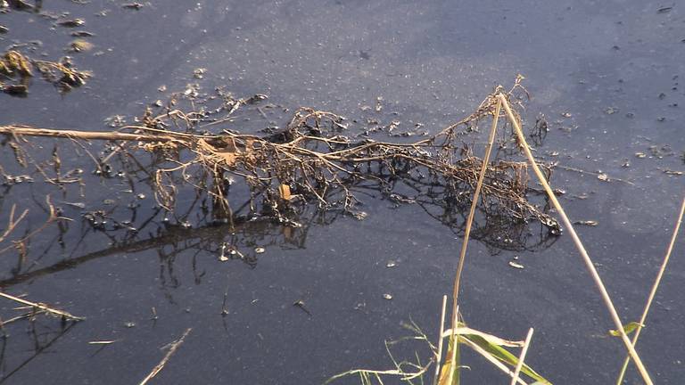 Zwart water in Stampersgat