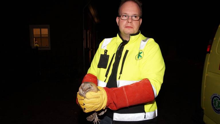 De uil werd gevangen en uiteindelijk buiten losgelaten. (Foto: FPMB)