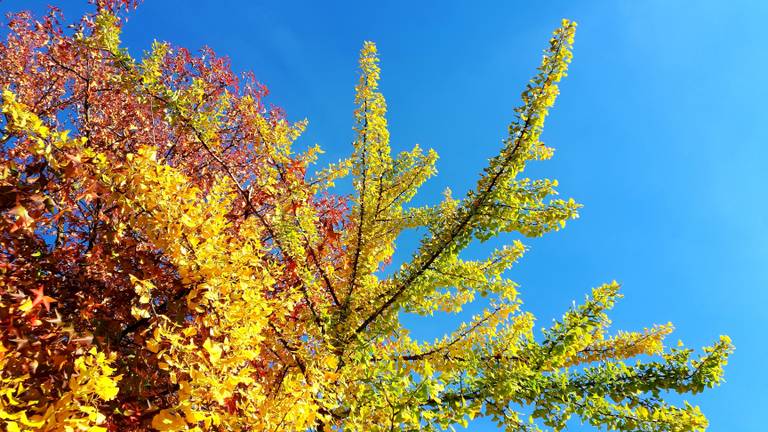 Prachtige herfstkleuren in een boom. (Foto: Jolanda Pelkmans)