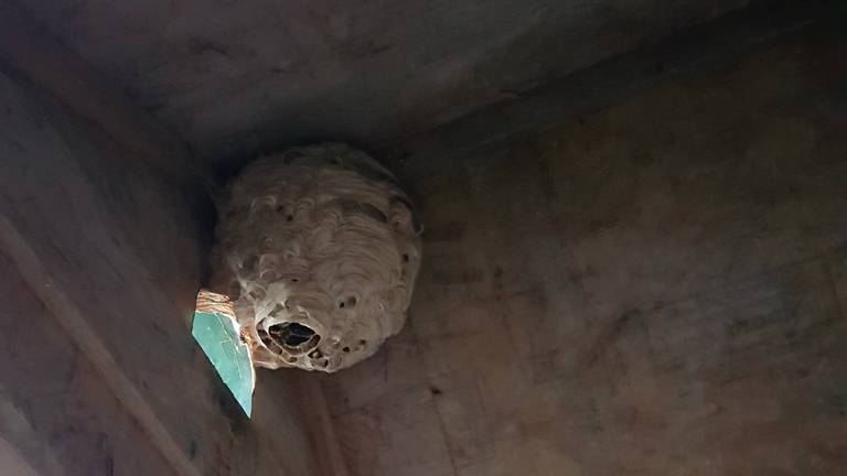 Een nest hoornaars. (Foto: Nelly en Ugo)