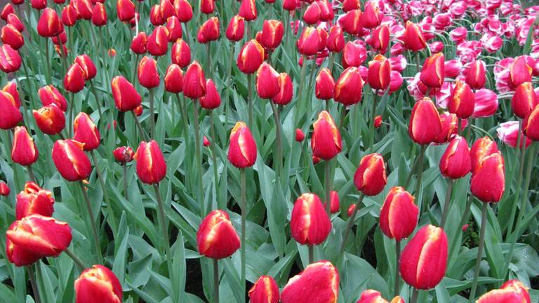 Bloemen in de Keukenhof. Foto: Malini Witlox