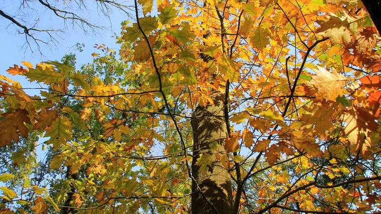 Het wordt prachtig herfstweer, volgens Tom van der Soek. (Foto: Martha Kivits)