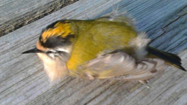 Een vuurgoudhaan (Foto: Anneke Kievits)