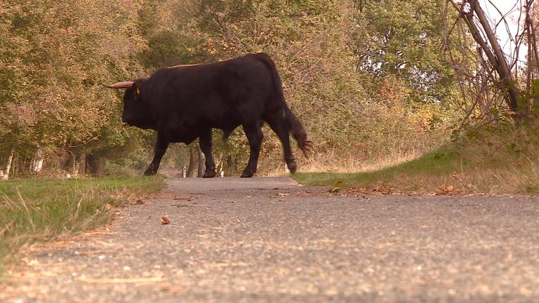 Een van de taurossen in natuurgebied de Maashorst.